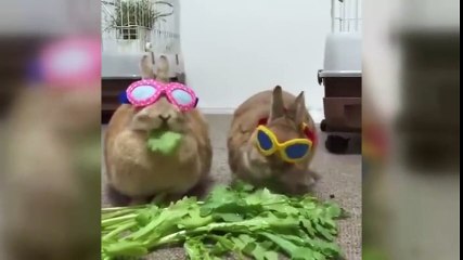 Marulları Hapur Hupur Götüren Sevimli Tavşanlar