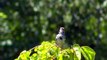 Mystery Sounds Birds Make (Slow Down Bird Singing - Talking )