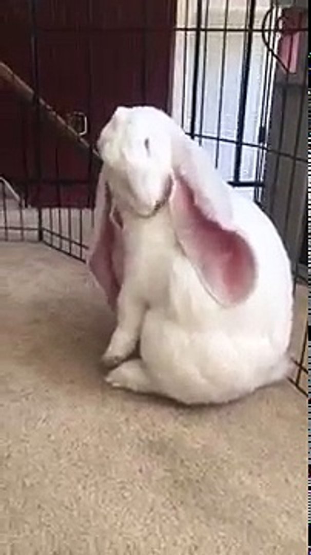 Incroyable : les oreilles de ce lapin ont tellement grandes qu'elles  ressemblent à des ailes ! - Vidéo Dailymotion