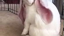 Incroyable : les oreilles de ce lapin ont tellement grandes qu’elles ressemblent à des ailes !