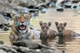 wildlife || videos || wild || animals || jim corbett national park || uttrakhand || tiger || videos || jungle || safarI