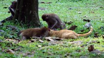 Monkeys VS CATS (HD) [Trip Burger Pets]