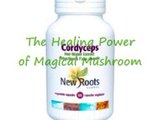 The Healing Power of Magical Mushroom