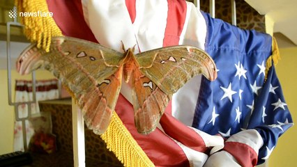 Patriotic giant moth lands on US flag