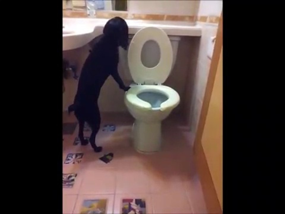 Ce chien va aux toilettes comme un humain... Trop mignon