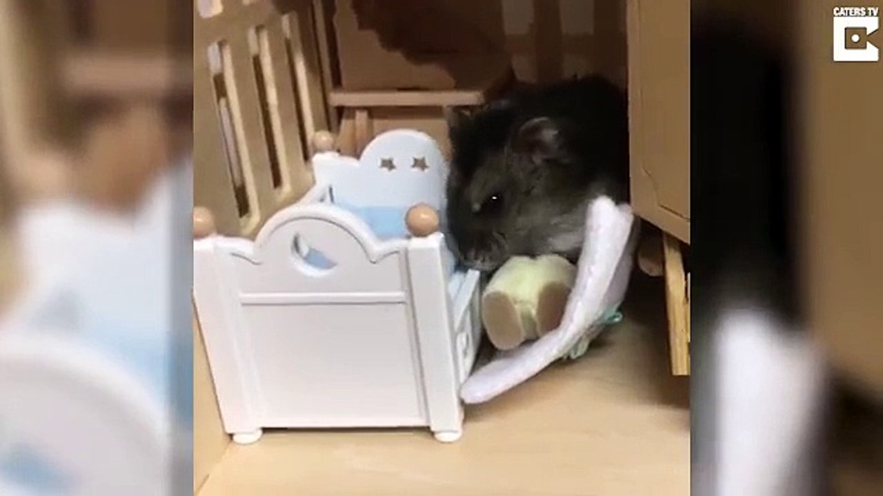 Un hamster trop mignon qui mange du yaourt à la petite cuillère