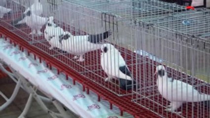 2 Bin Güvencin En Güzel Seçilmek İçin Yarıştı