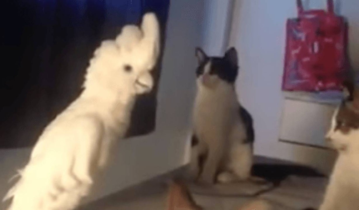 Cockatoo meows like a cat