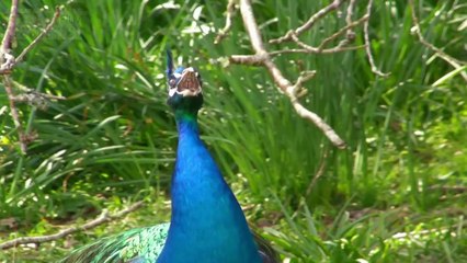Peacock Danceman MOR BANI THANGAT KARE