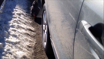 Chickens Check Out Our Car