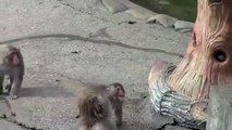 Baby monkey Find mom desperately crying.