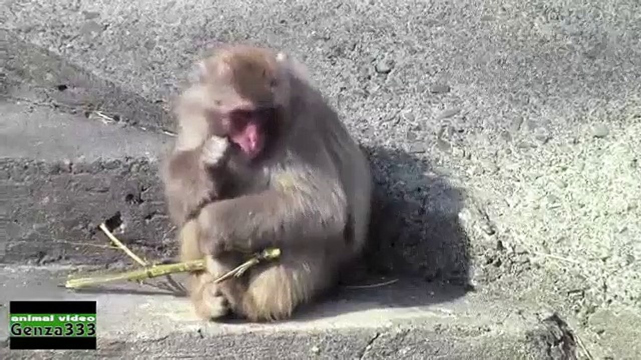 CUTE MONKEY