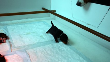 premiers pas portée Freyja Hercule