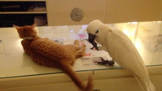 Funny parrot struggles to catch cat's tail