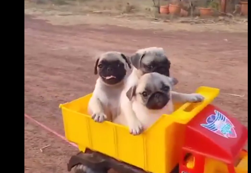 All pug puppies on Aboard!