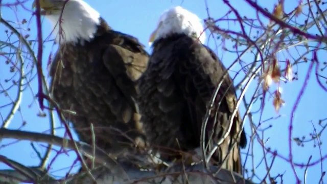 WHAT BIRDS SOUND LIKE IN SLOW MOTION !