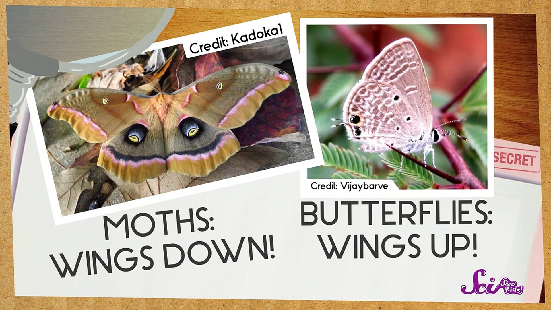 EYEWITNESS | Butterfly & Moth | S2E3