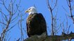 Плешивый скоро Красивые орел Hd h в в в в Средний Запад Миннесота Природа на открытом воздухе