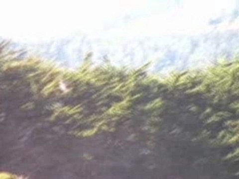 Video Blog # 93: Ano Nuevo State Park