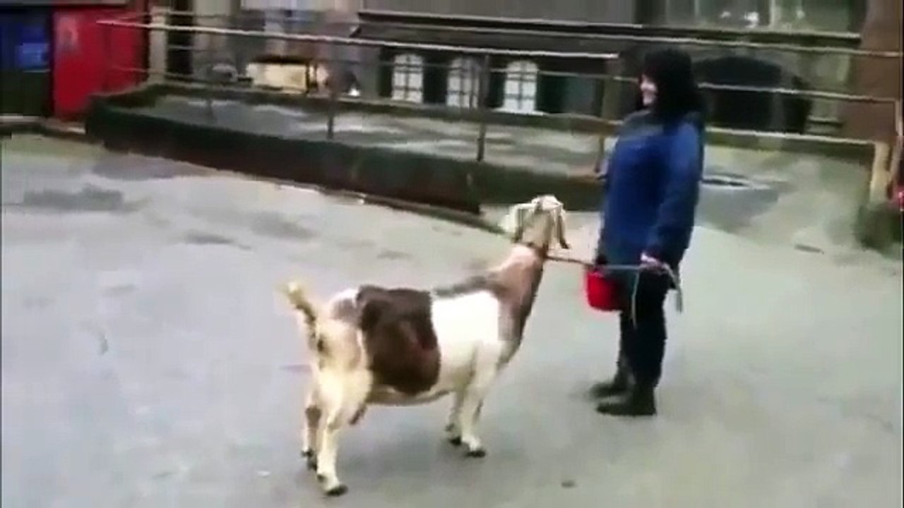 ilginç Sesler Çıkaran Komik Hayvanlar insanları güldürüyor