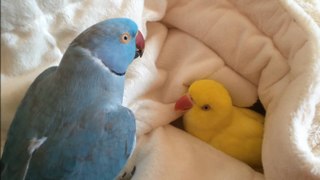 Snuggling parrot has a hard time getting out of bed