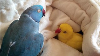 Snuggling parrot has a hard time getting out of bed