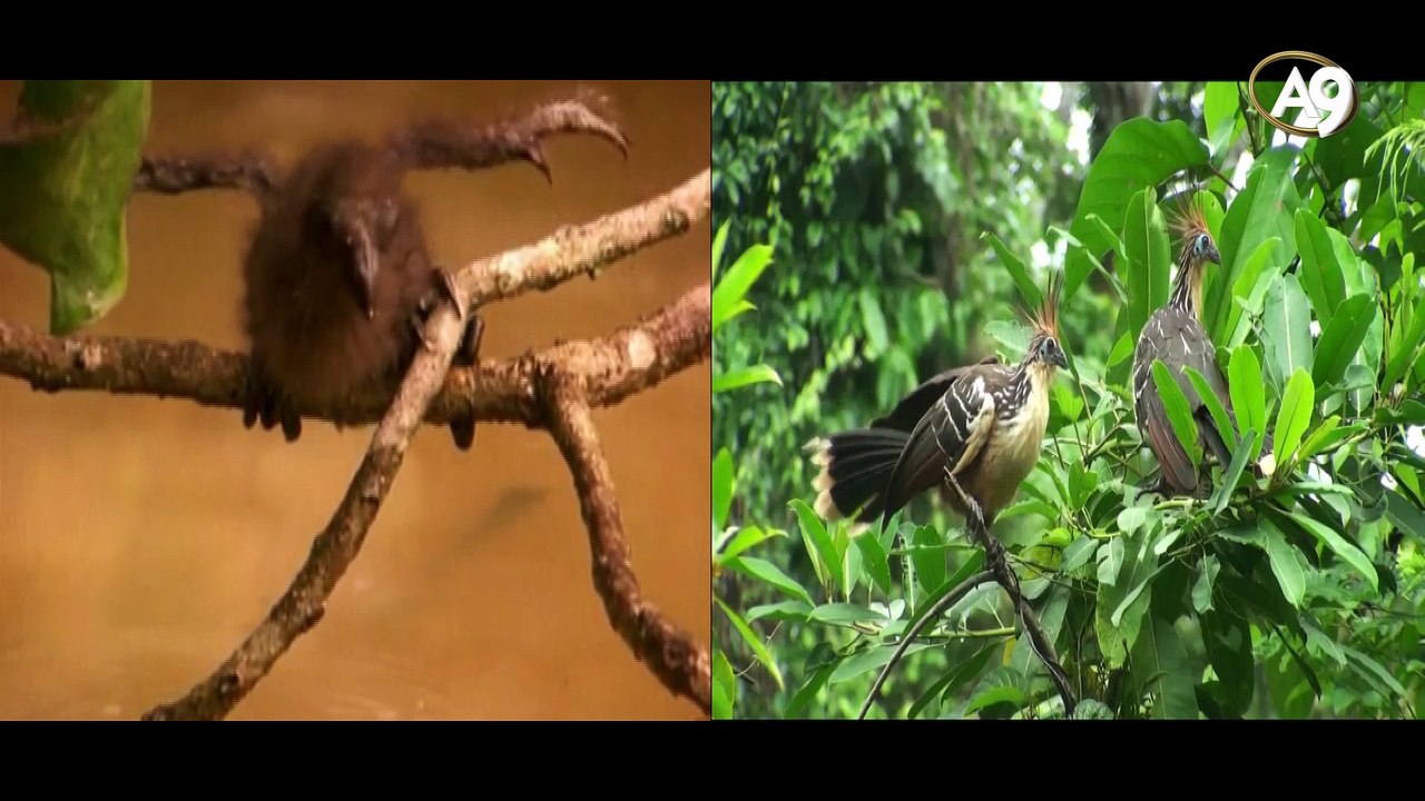 Die Archaeopteryx Lüge