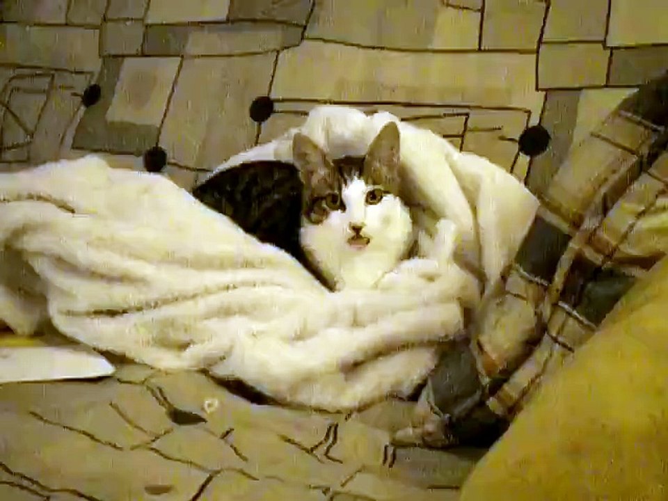 İçine Nuri Alço kaçmış kedi