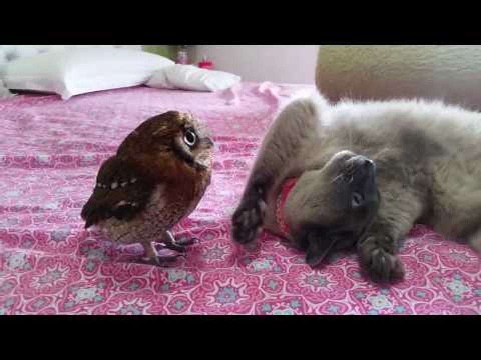 Playful Kitty Wants Owl Pal to Give Her Attention