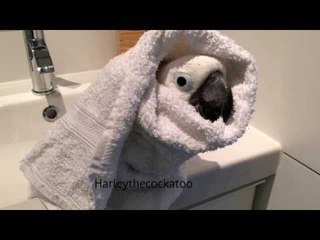 Cockatoo Starts Day With Refreshing Shower