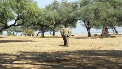 Elephants - Wild Animals Video for Children - E
