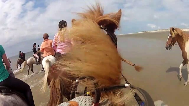 Horse Riding - Horses for Kids Iceddic