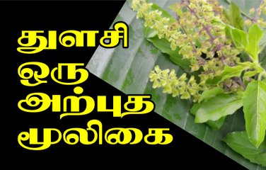 Benefits of Tulsi _ Thulasiyin payankal _ துளசியின் மருத்துவ பயன்கள்