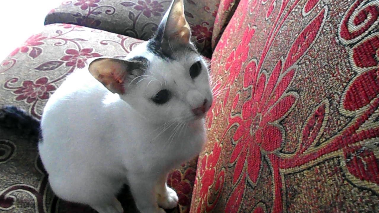 Funny cat on video playing my camera
