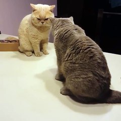 ‪Cute cat - Angry kitties...