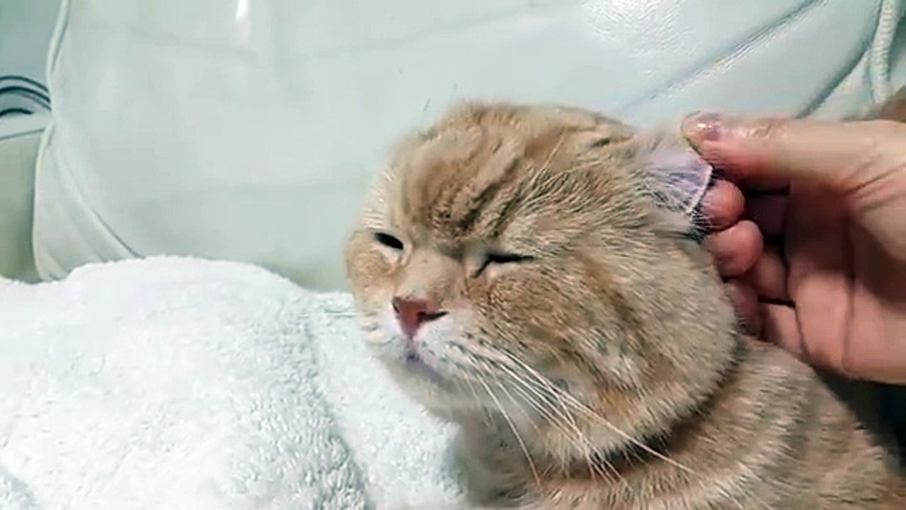 ‪Cute cat - Hey!!‬