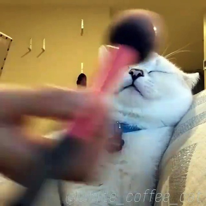 ‪Cute cat - I love mom's brush!