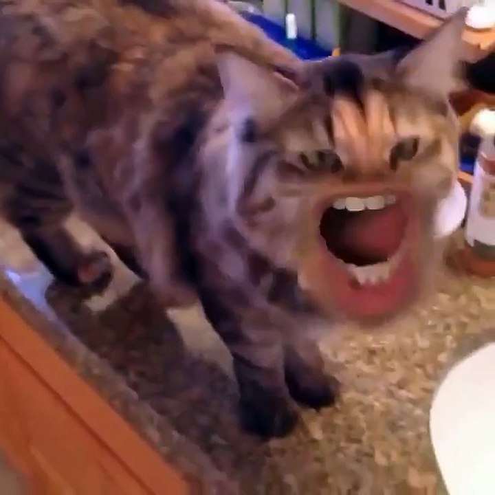 ‪Cute cat -