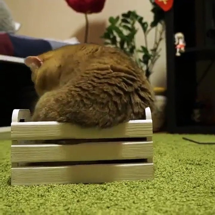 ‪Cute cat -