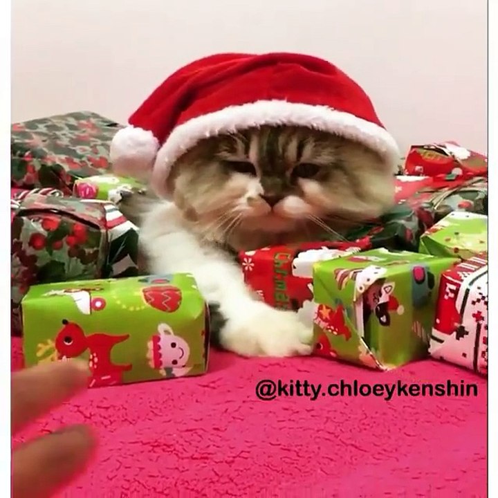 ‪Cute cat -