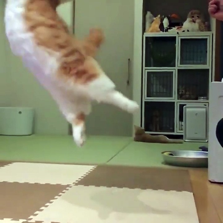 ‪Cute cat -