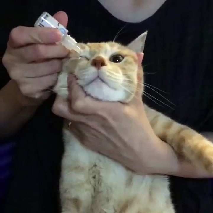 ‪Cute cat