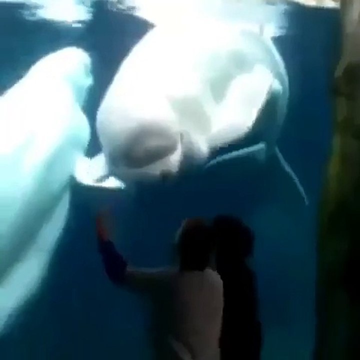 Lol Fish