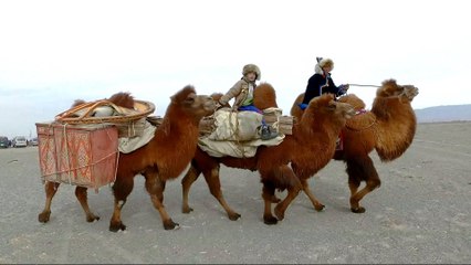 Mongolia races to preserve two-humped camels