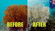 Global warming is killing Australia’s Great Barrier Reef