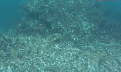 Ribuan Meter Terumbu Karang Rusak Akibat Kapal Tongkang