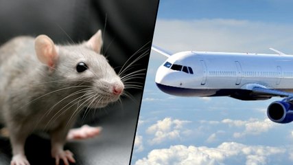 Airplane Delayed Because Of A Mouse
