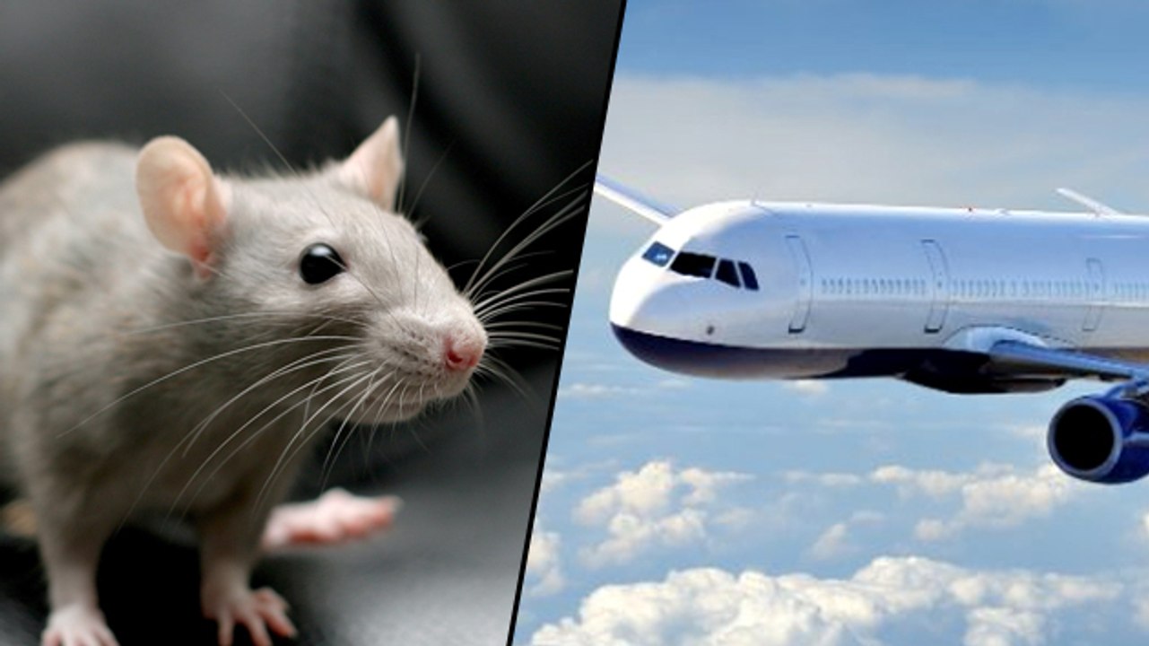 Airplane Delayed Because Of A Mouse