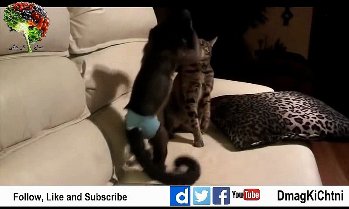 Boxing Match Cat vs Monkey