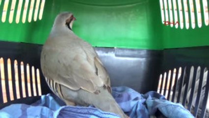 Iğdır Kaçak Avcı, El Konulan Kekliği Için Yalvardı